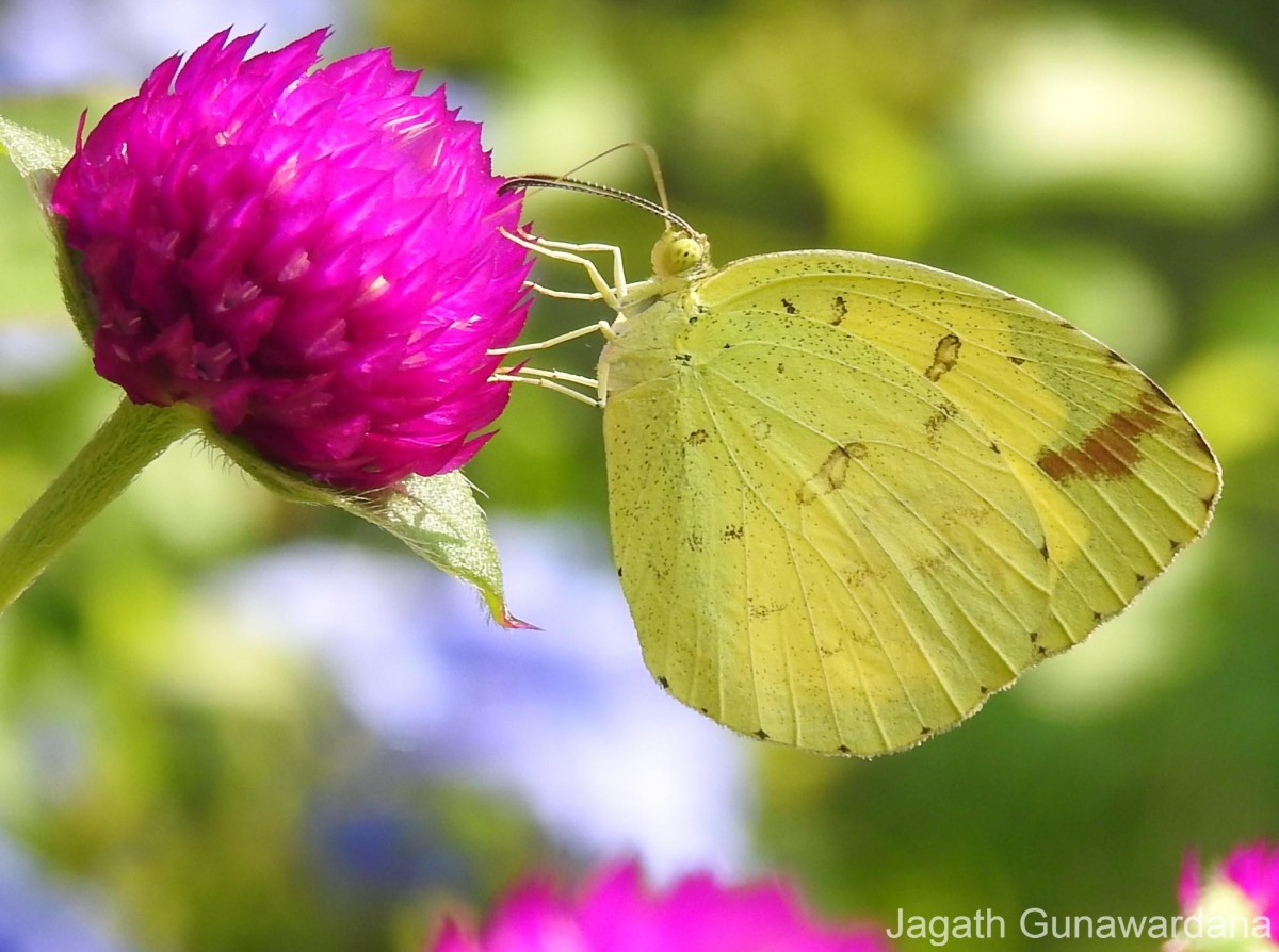 Eurema blanda Boisduval, 1836